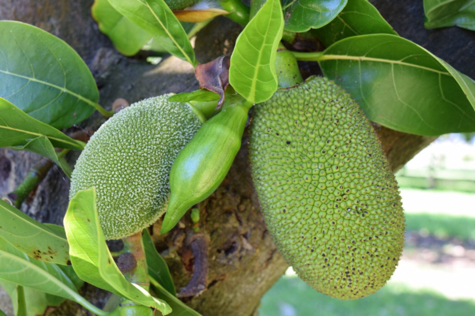Jackfruit Trees 80cm to 1m high Tree Growers Nursery